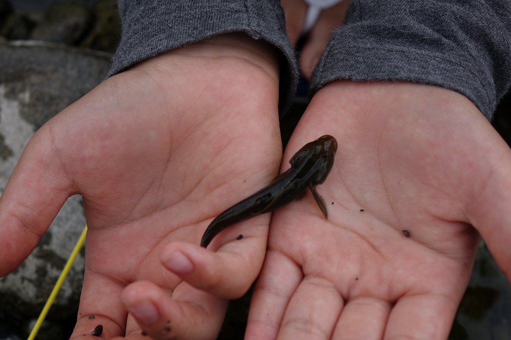 多摩川のカジカ釣り19 青梅周辺での仕掛けや餌と釣り方を紹介 日々是学びなり